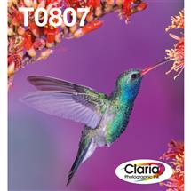 Epson Hummingbird Multipack 6colours T0807 Claria Photographic Ink